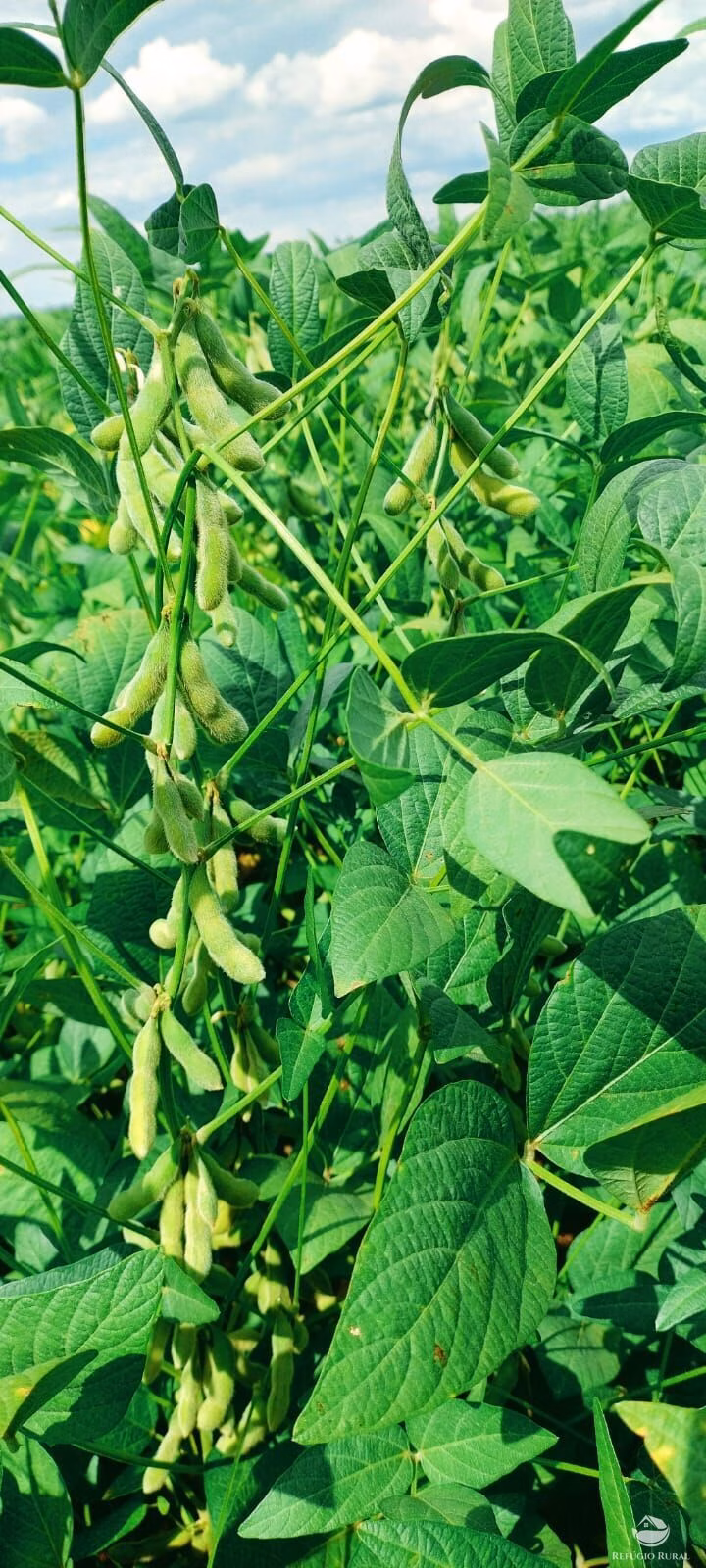 Fazenda de 1.702 ha em Cassilândia, MS
