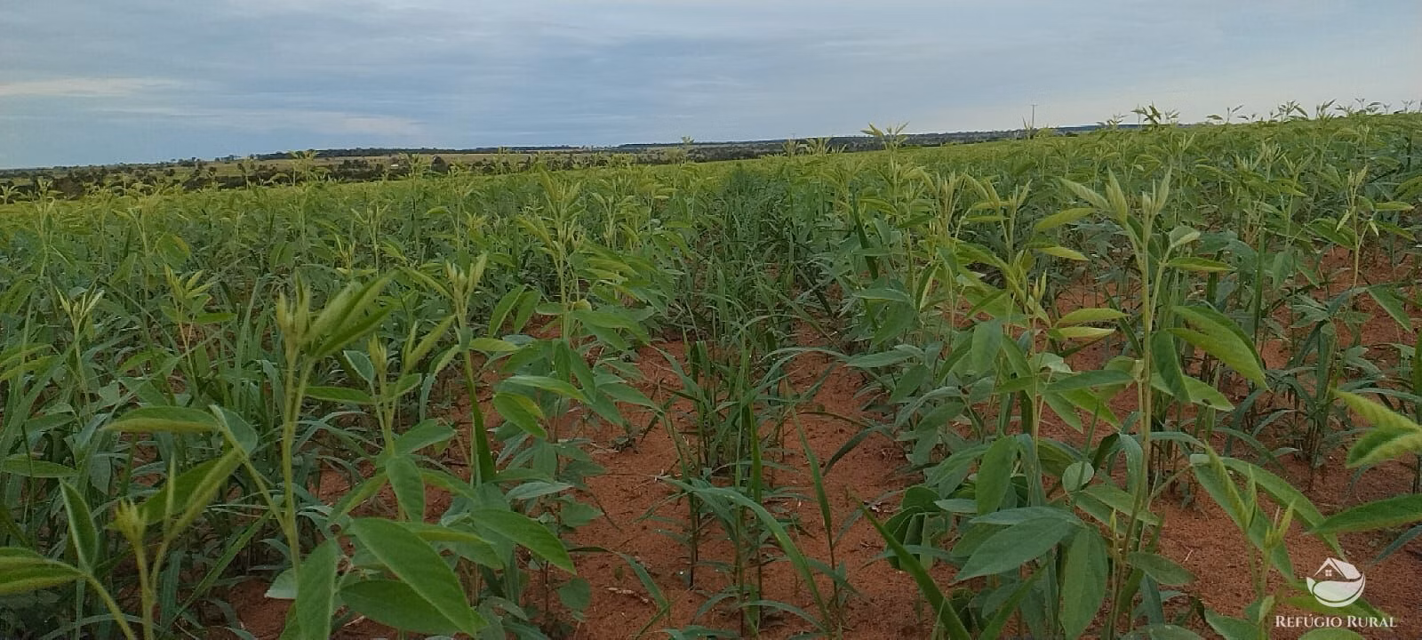 Fazenda de 1.702 ha em Cassilândia, MS