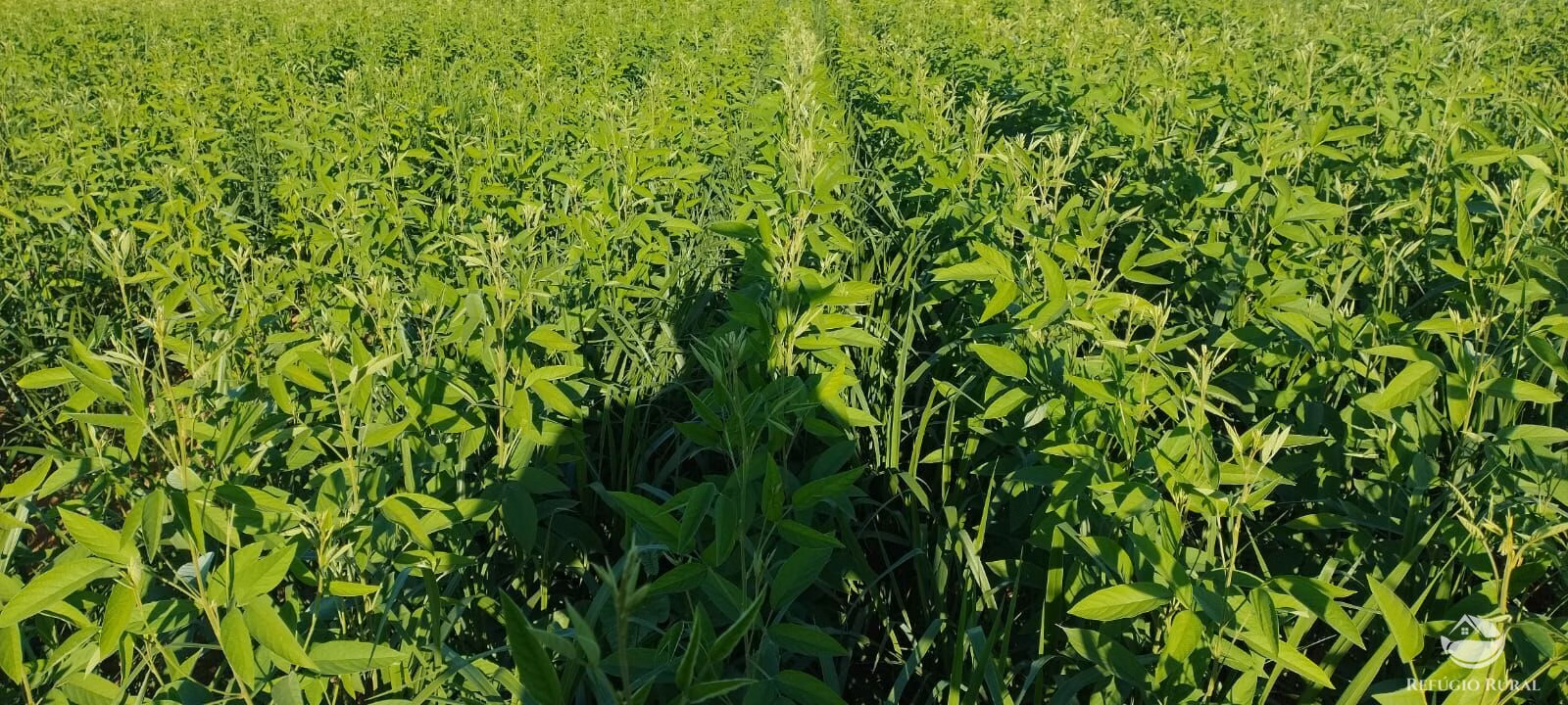 Fazenda de 1.702 ha em Cassilândia, MS