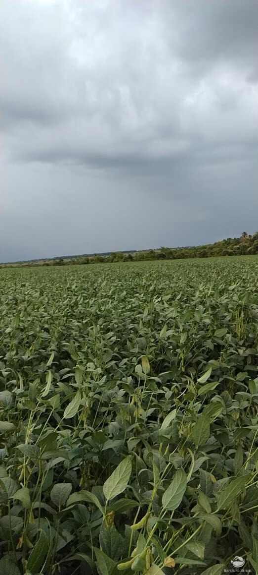 Fazenda de 1.702 ha em Cassilândia, MS