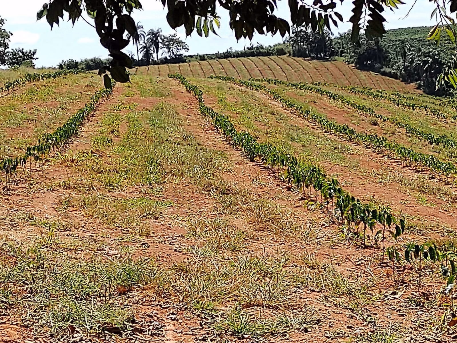 Sítio de 65 ha em Nepomuceno, MG