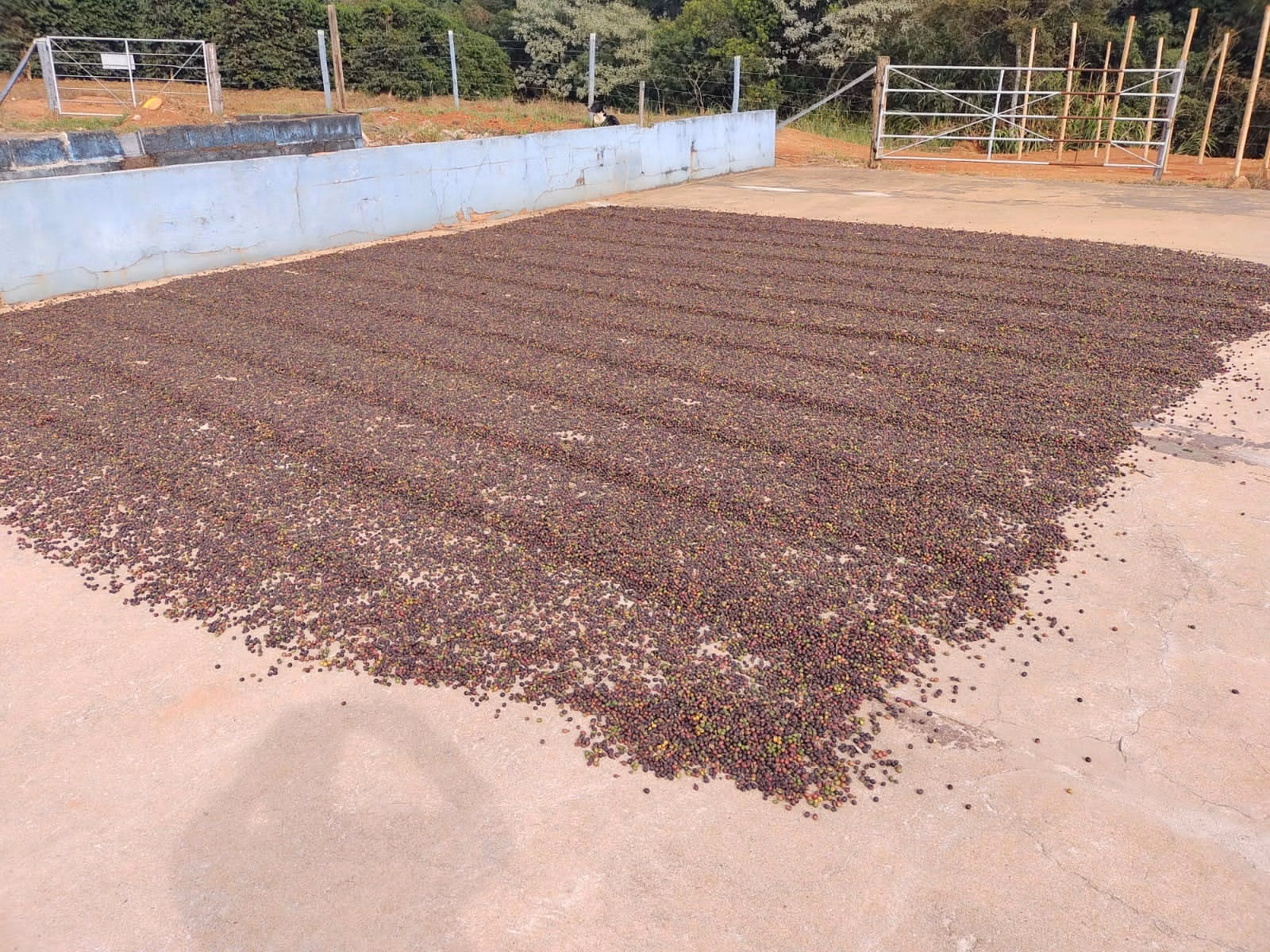 Small farm of 161 acres in Nepomuceno, MG, Brazil