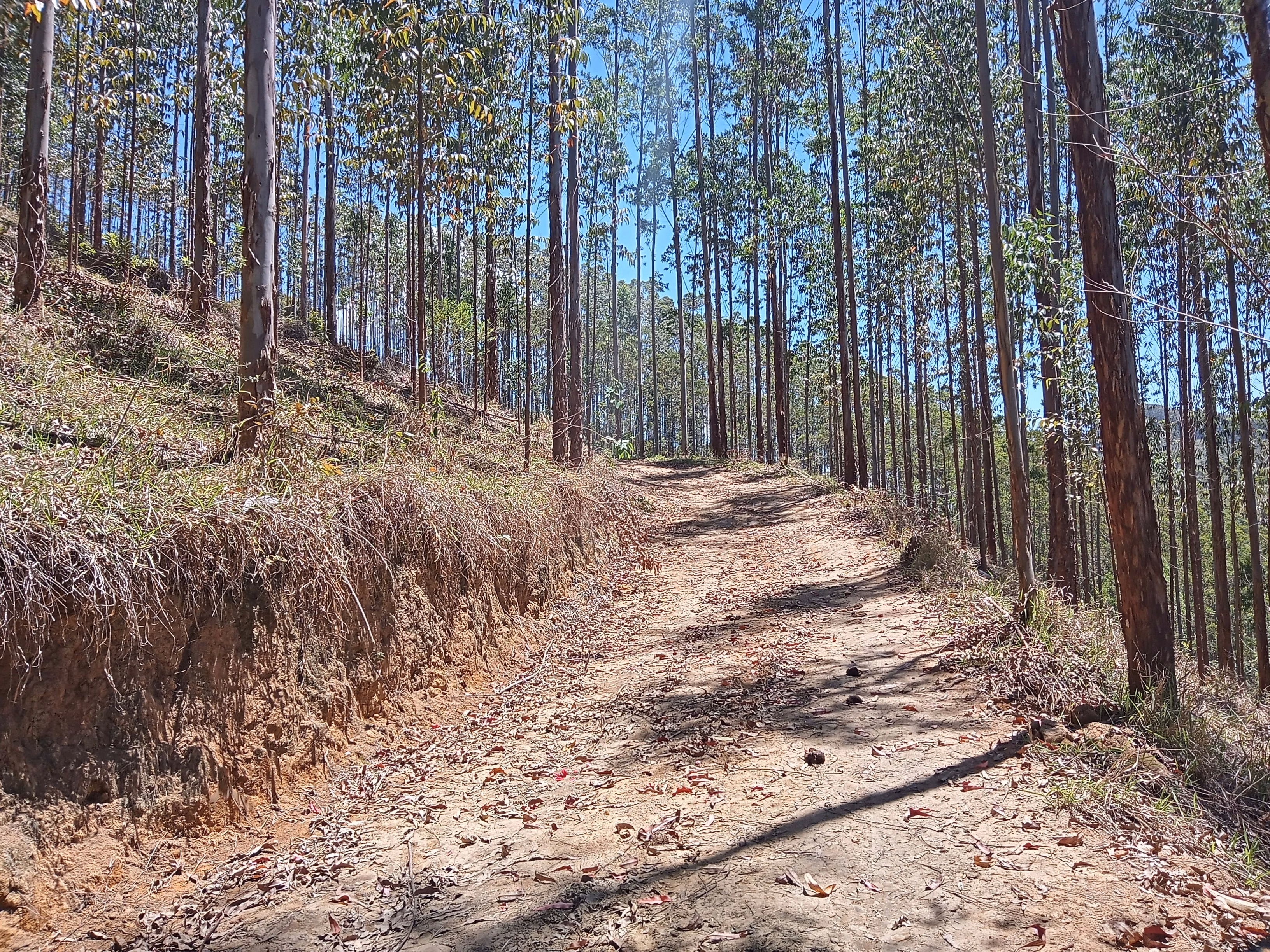 Small farm of 104 acres in Natividade da Serra, SP, Brazil