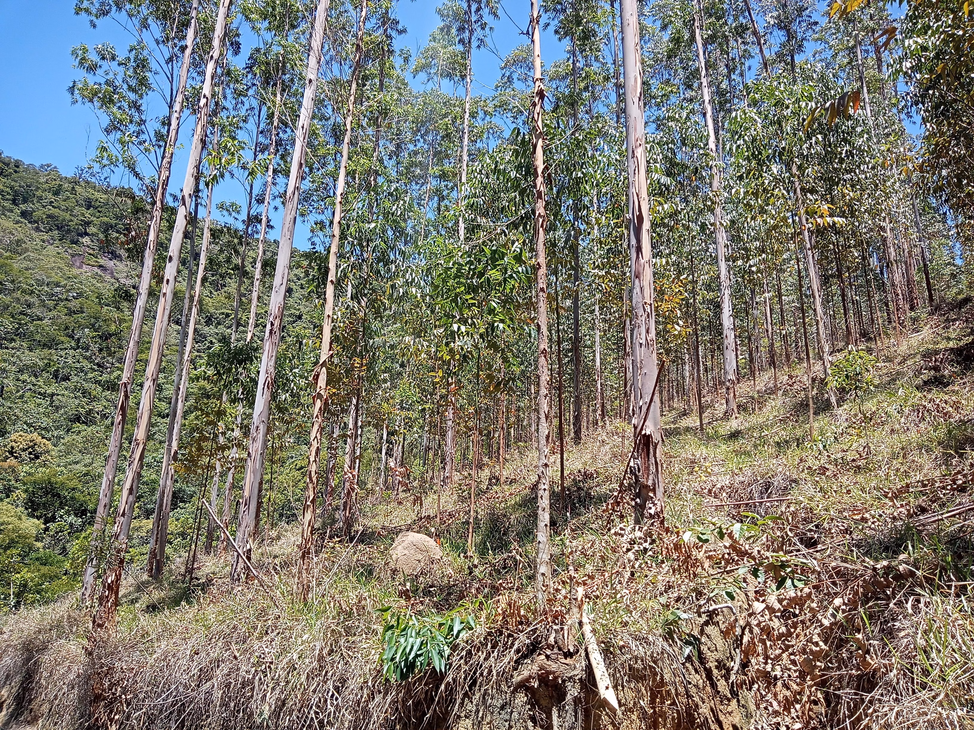Sítio de 42 ha em Natividade da Serra, SP