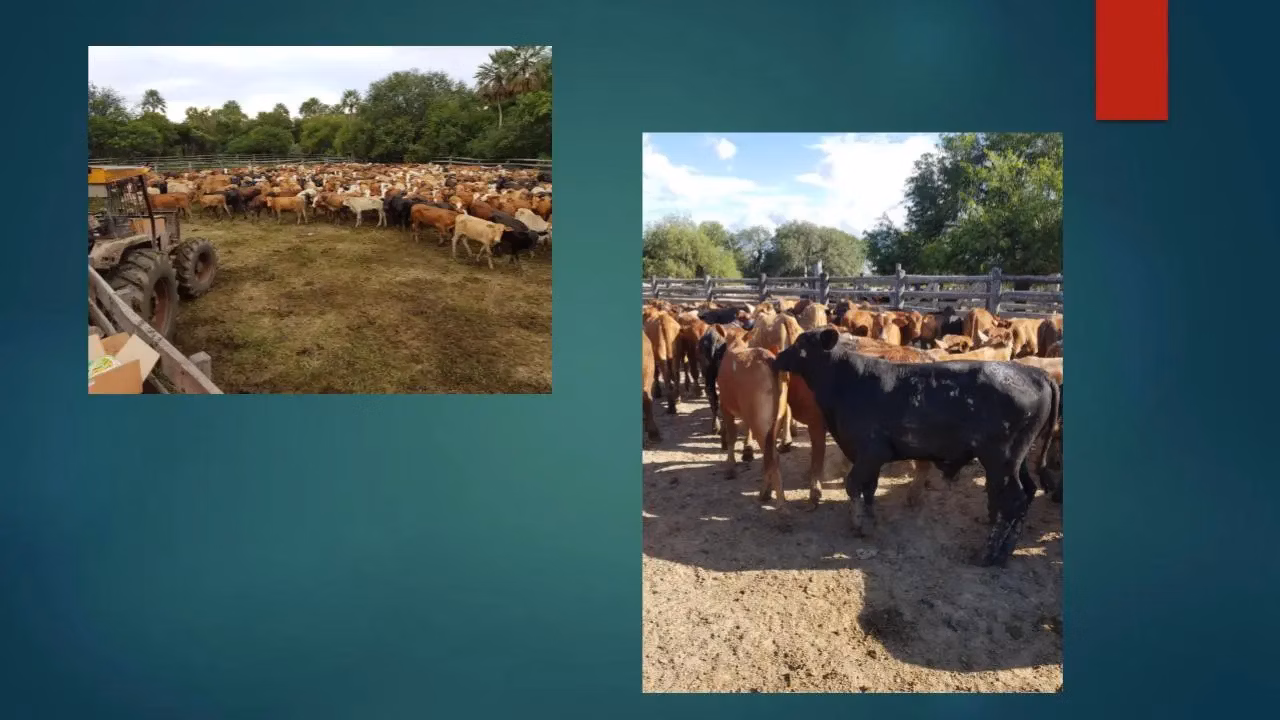 Comercial à venda de 23.437 ha em Villa Hayes, Paraguai