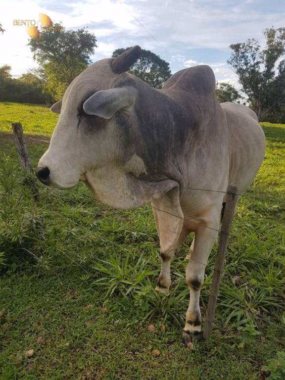 Sítio de 45 ha em Acorizal, MT