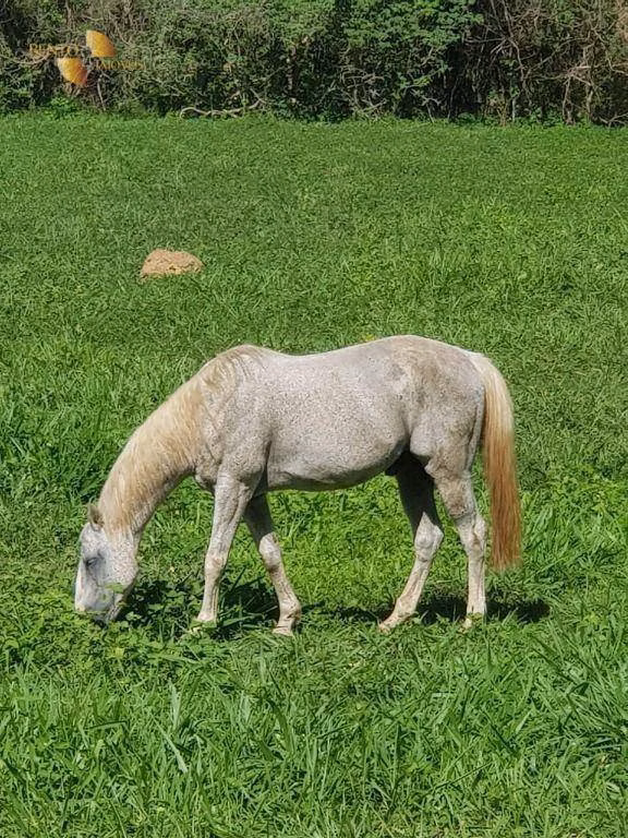 Sítio de 45 ha em Acorizal, MT
