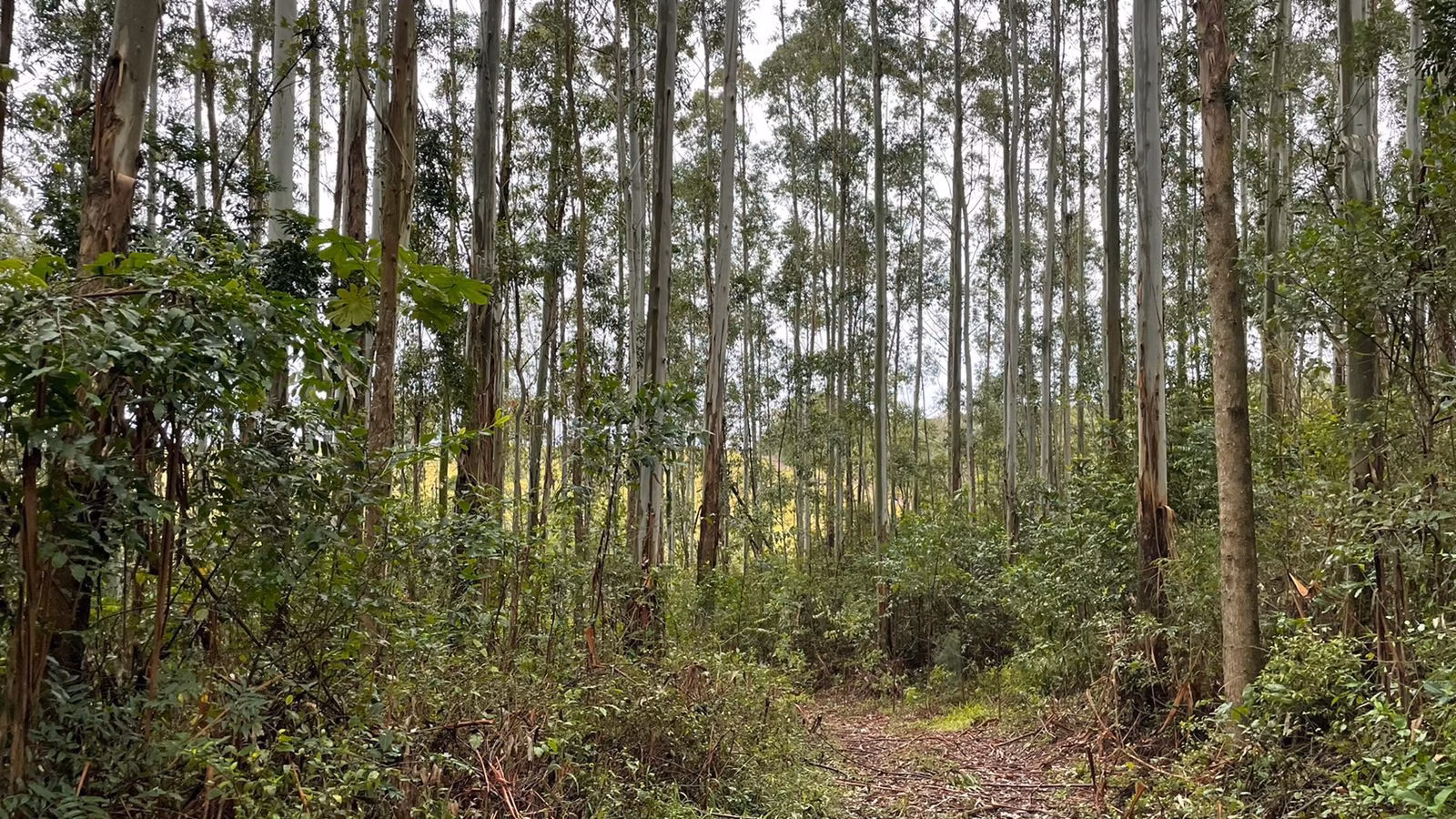 Small farm of 30 acres in Glorinha, RS, Brazil