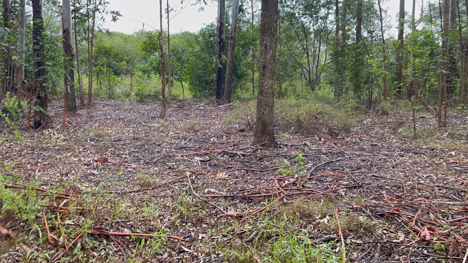Small farm of 30 acres in Glorinha, RS, Brazil
