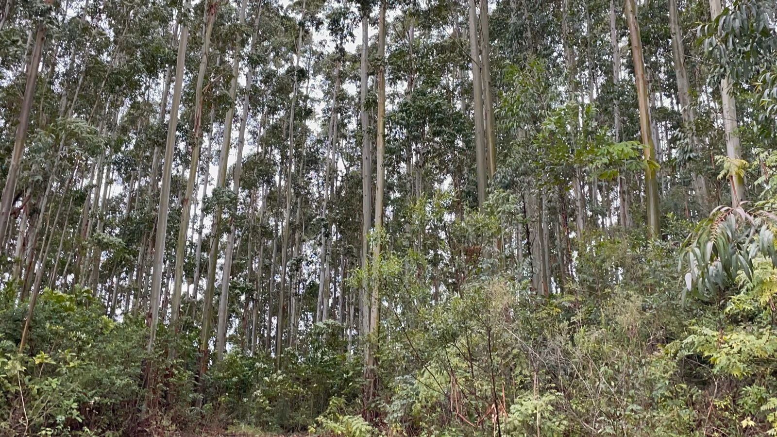 Small farm of 30 acres in Glorinha, RS, Brazil