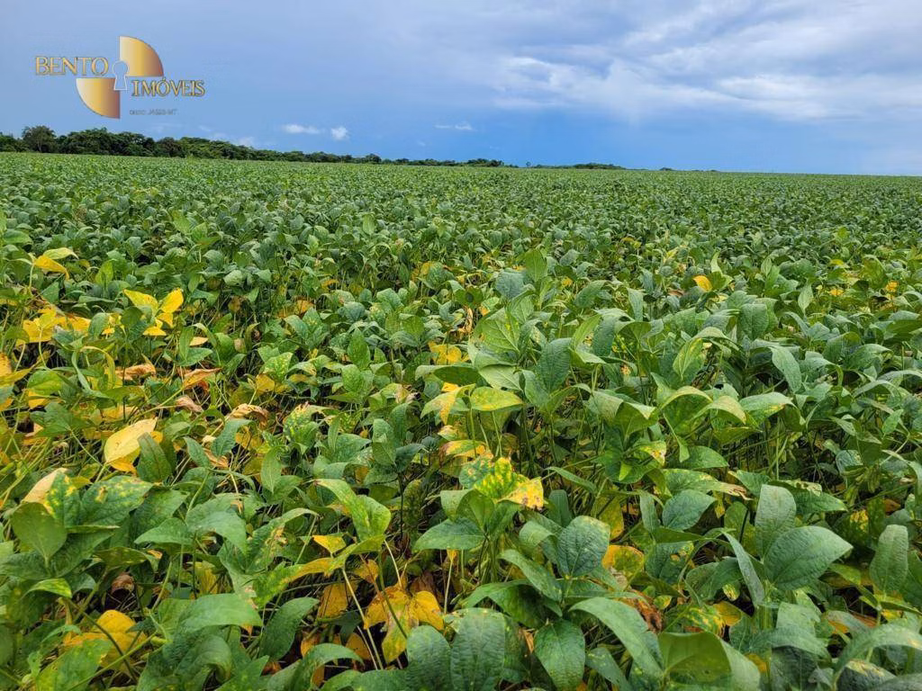 Fazenda de 555 ha em Paranatinga, MT